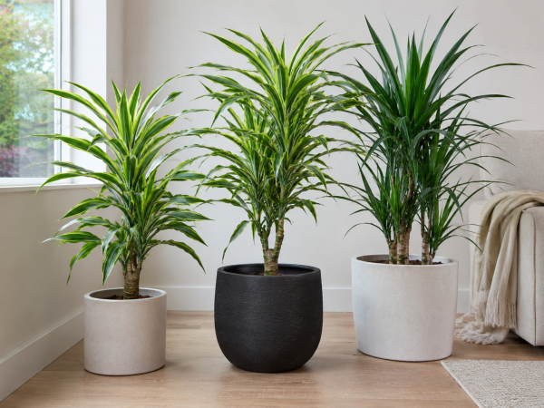 Dracena in Vaso