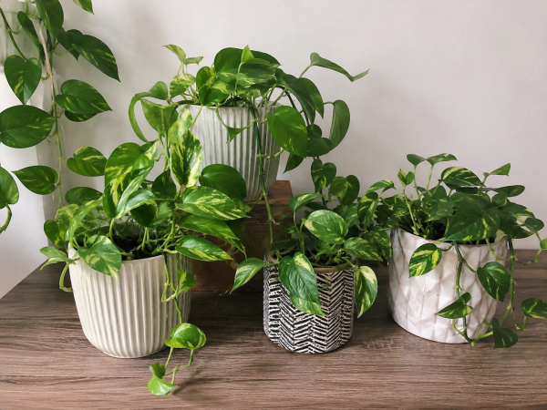 Pothos