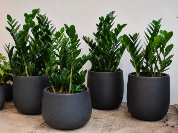 Zamioculcas