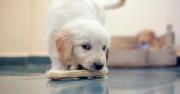 I sintomi delle intolleranze alimentari nel cane