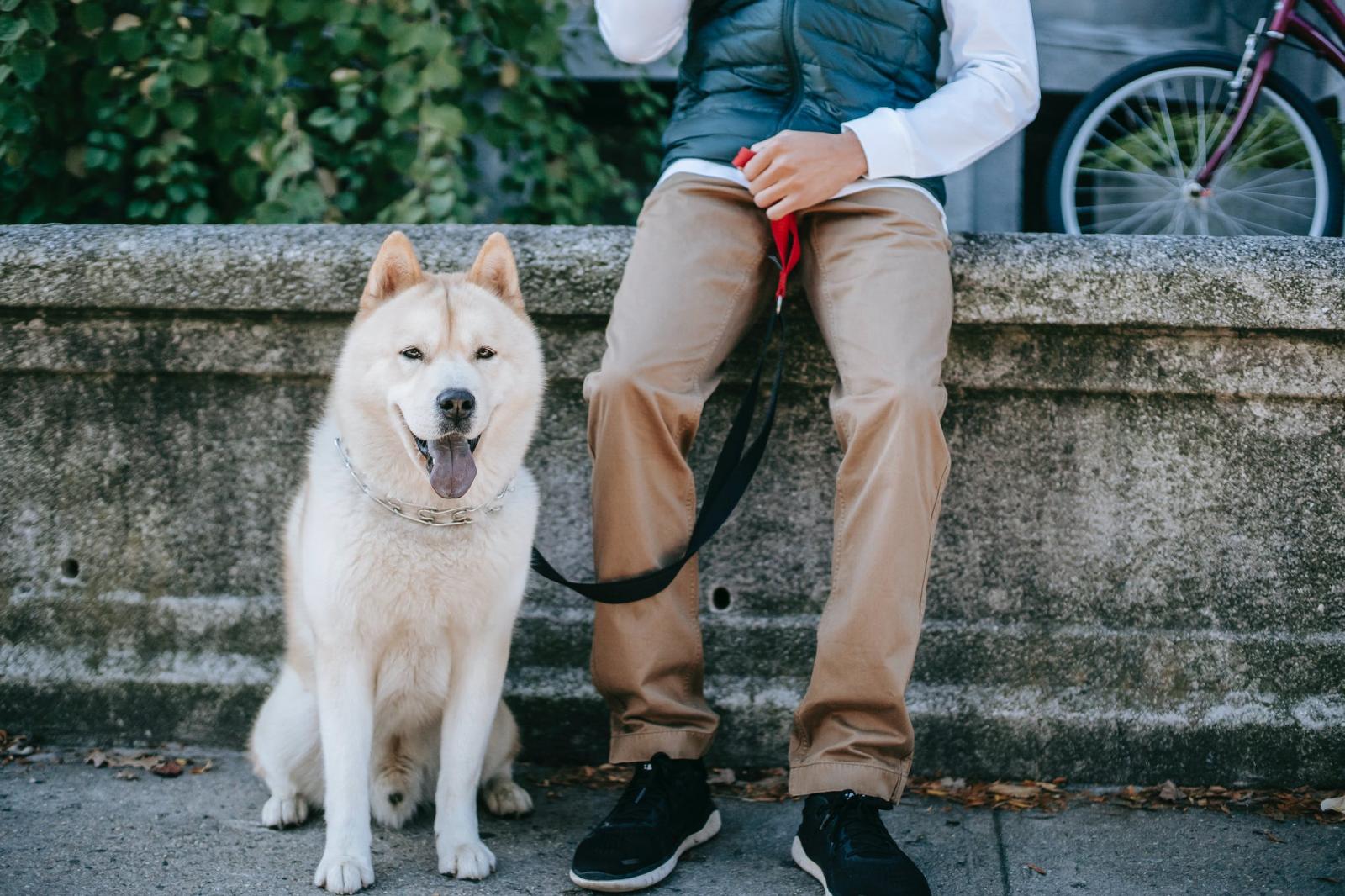 Come scegliere il guinzaglio migliore per il nostro cane
