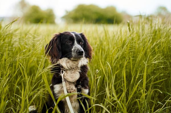 Cosa significa quando un cane mangia erba
