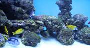 Come Allestire un Acquario in modo corretto