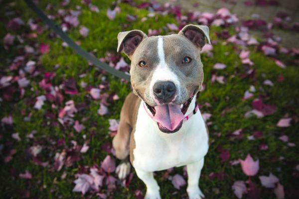 Naso asciutto del Cane, cosa significa e soluzioni
