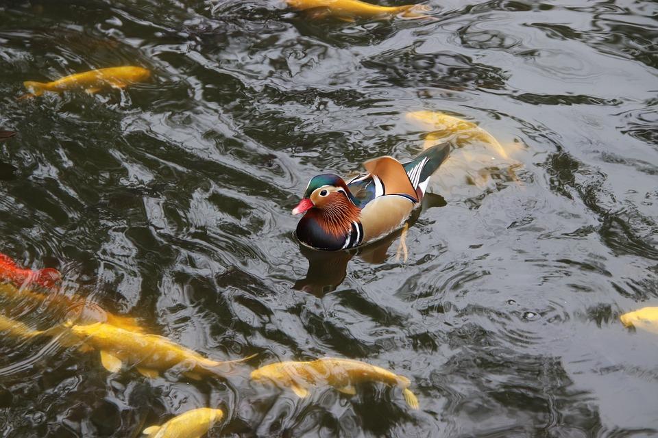 Pesci per laghetti in giardino, ecco le migliori specie