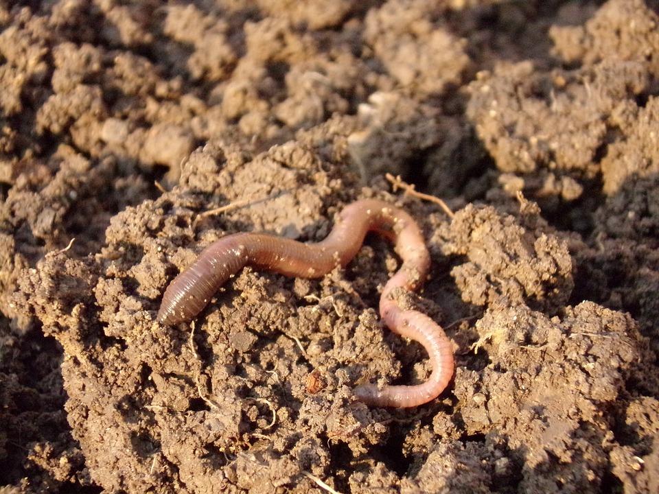 Vermicoltura e vermicompost: Come Allevare i lombrichi