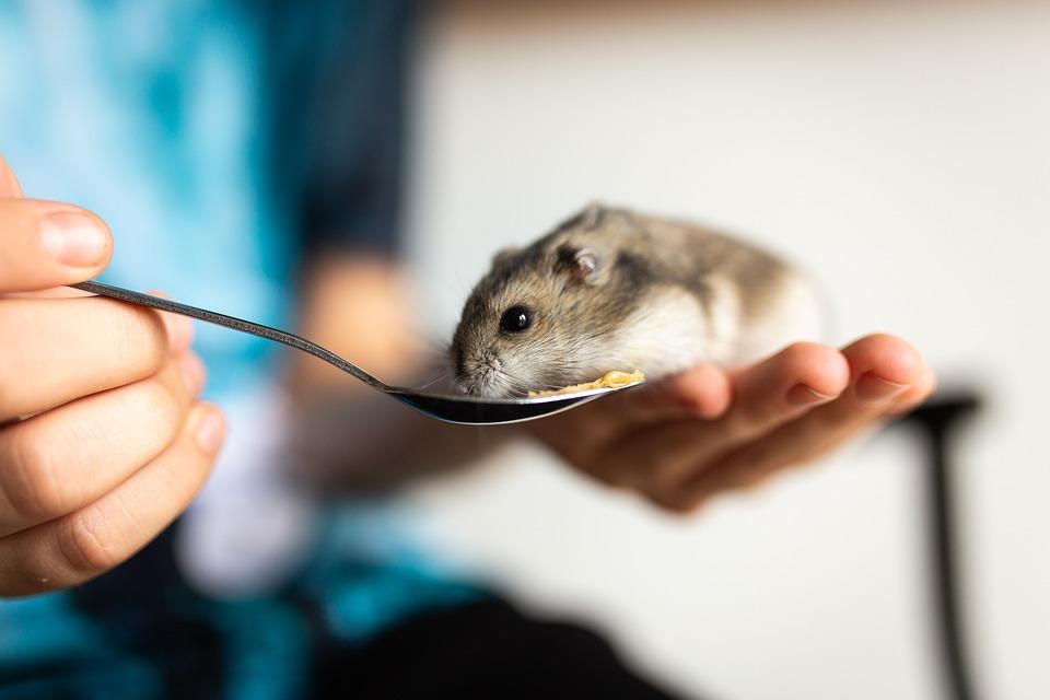 Creare un ambiente sicuro per il tuo criceto: consigli pratici per il benessere del tuo animale domestico