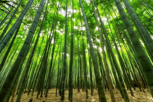 Bambù: Trucchi e segreti per coltivare il bambù e perchè farlo