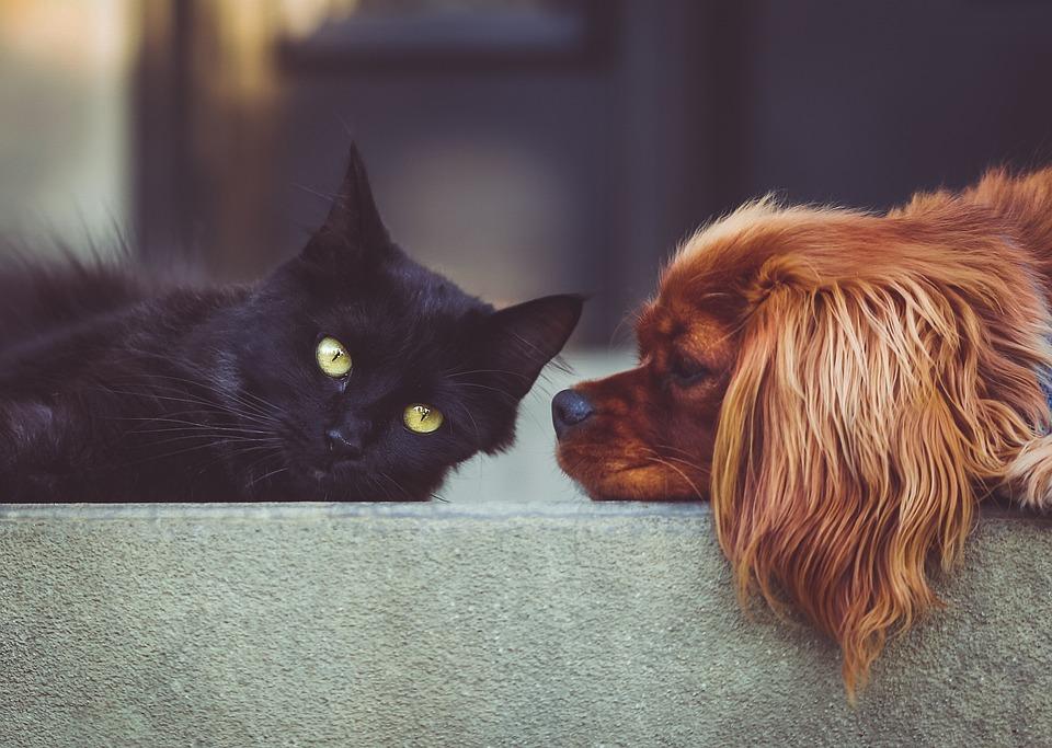 La leishmaniosi nel cane: sintomi, cure, patologia