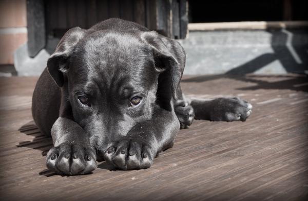 Gravidanza nel Cane: cosa fare e come gestirla