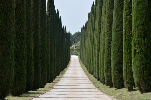 Cipressi Neri: Come Coltivarli e gestirli
