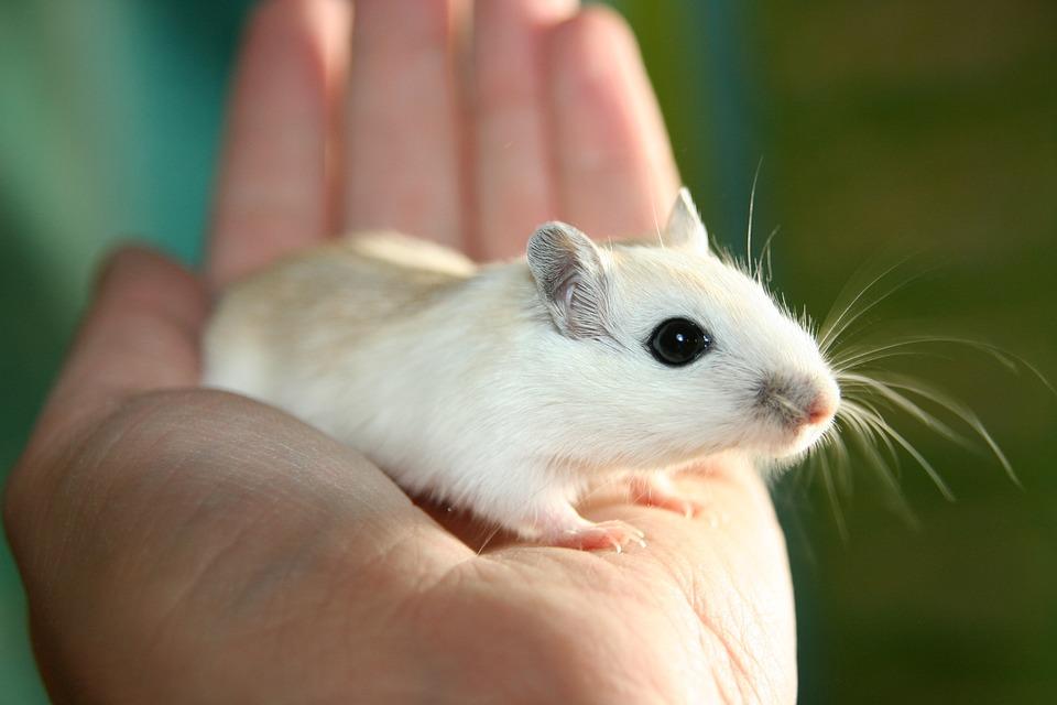Top 10 delle razze di topi da tenere come animali domestici