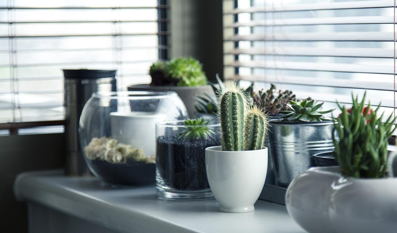 Le migliori piante Perenni per il tuo Appartamento