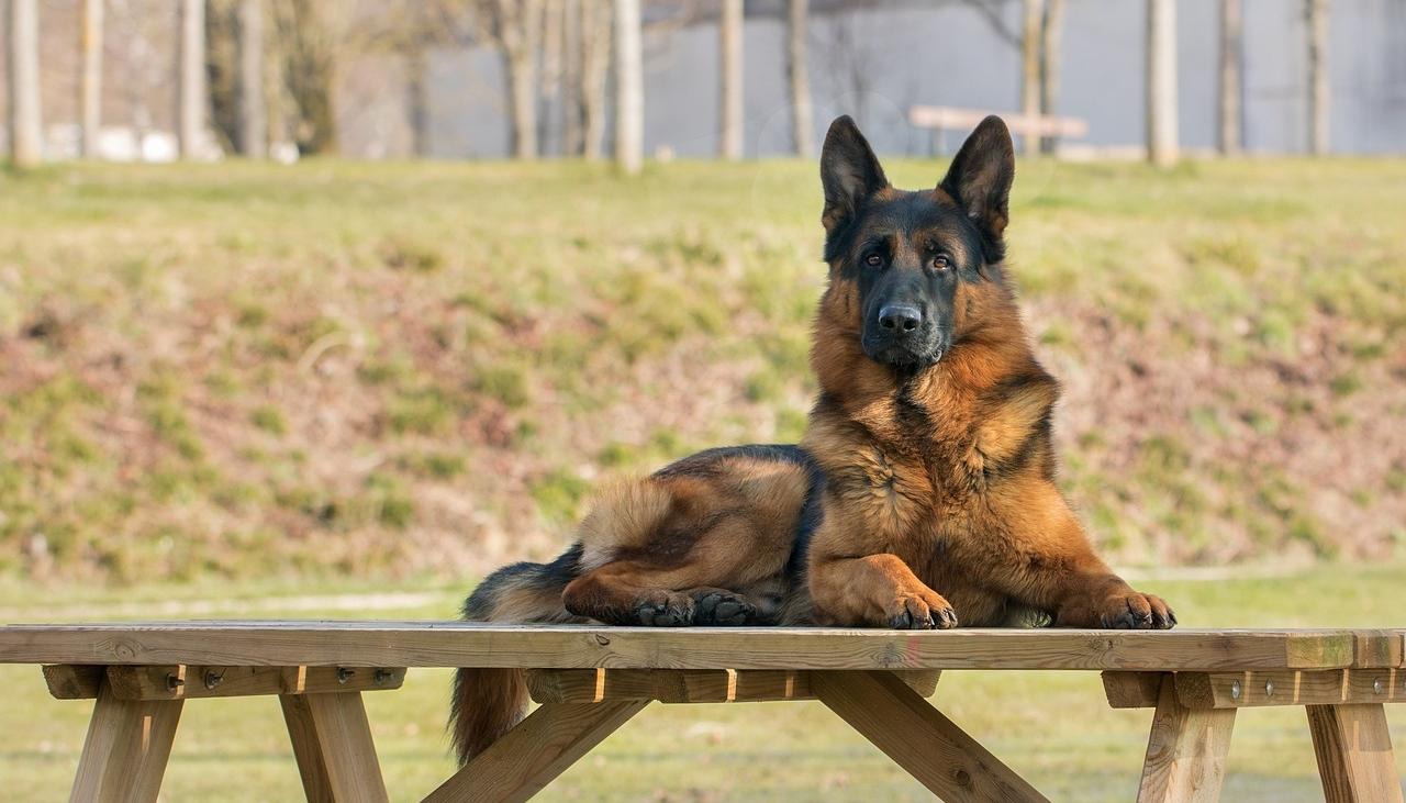 Cane Pastore Tedesco: Storia, Aspetto, Alimentazione e Malattie