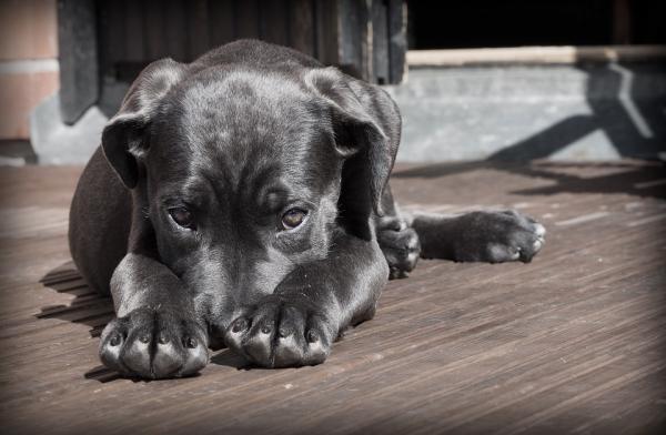 Come addestrare un cane: guida passo passo per principianti