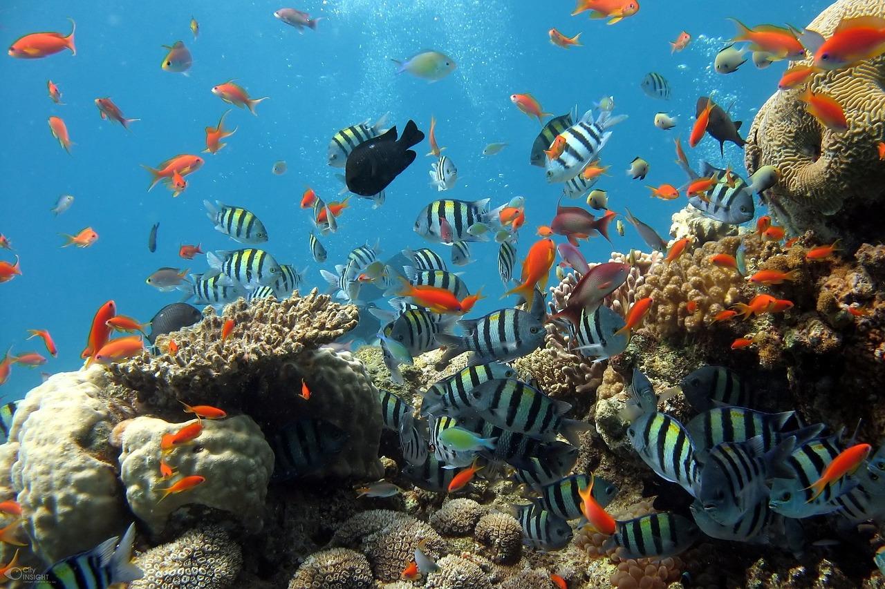 Acquari per principianti: 10 specie robuste per Acquari Acqua Dolce e Marini