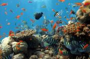 Acquari per principianti: 10 specie robuste per Acquari Acqua Dolce e Marini