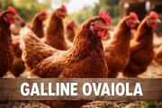 Galline Ovaiole a Casa: Alimentazione, Cura e Gestione Ottimale