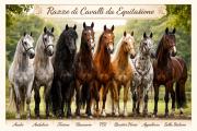 Razze di Cavalli da Equitazione: Guida Completa per Scegliere il Cavallo Giusto