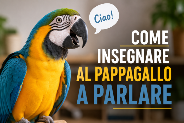 Come insegnare ai pappagalli a parlare
