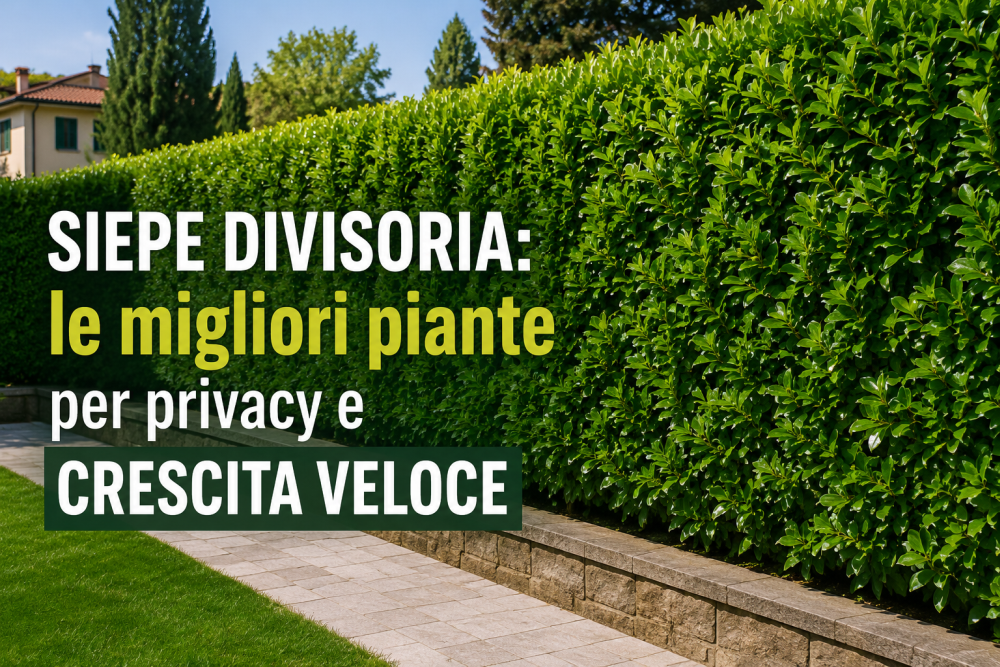 Siepe divisoria: le migliori piante per privacy e crescita veloce