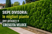 Siepe divisoria: le migliori piante per privacy e crescita veloce
