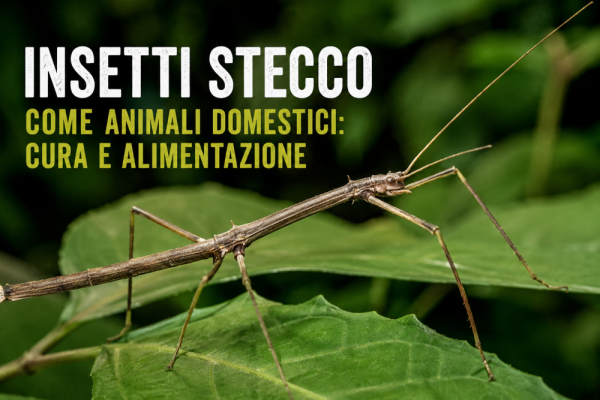 Insetti stecco come animali domestici: cura e alimentazione