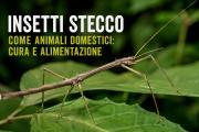 Insetti stecco come animali domestici: cura e alimentazione