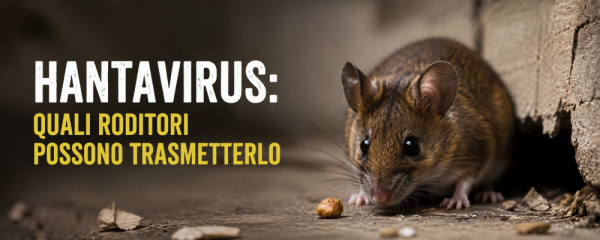 Hantavirus: quali roditori possono trasmetterlo