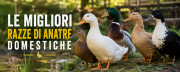 Anatre in Giardino: Le migliori razze di anatre domestiche
