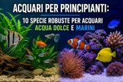 Acquari per principianti: 10 specie robuste per Acquari Acqua Dolce e Marini