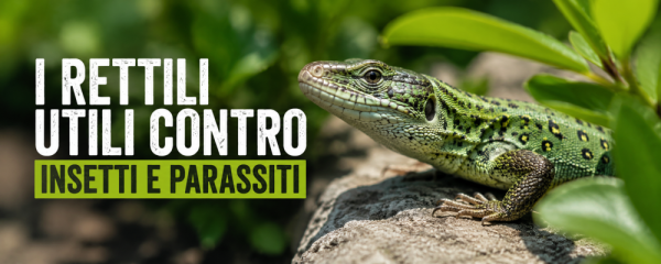 I rettili utili contro insetti e parassiti