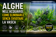 Alghe nell'acquario: come eliminarle senza svuotare la vasca